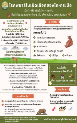 ✨โรคพยาธิในเม็ดเลือดของโค-กระบือ✨🦟