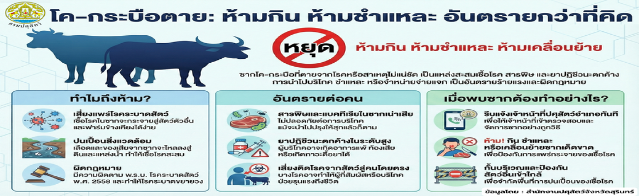 🐄❌ โค–กระบือตาย แบบป่วย/ไม่ทราบสาเหตุ ห้ามกิน–ห้ามชำแหละ–ห้ามเคลื่อนย้าย!