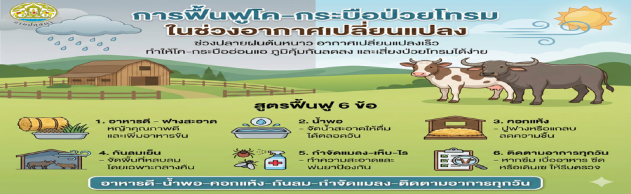 การฟื้นฟูโค–กระบือป่วยโทรมช่วงอากาศเปลี่ยนแปลง ช่วงปลายฝนต้นหนาวทำให้สัตว์อ่อนแอ ภูมิคุ้มกันลดลง เสี่ยงป่วยโทรมง่าย