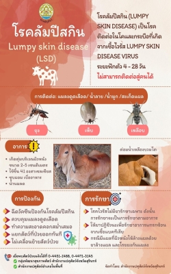 🐮💥 โรคลัมปี สกิน 🐃