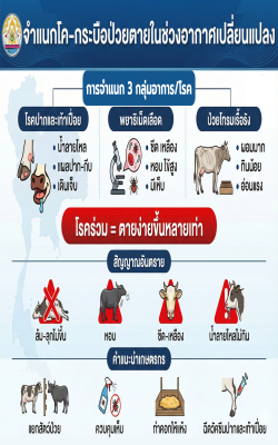 📣 การจำแนกโค–กระบือป่วยตายช่วงอากาศเปลี่ยนแปลง