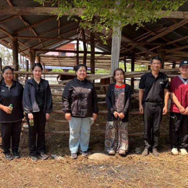 ปศุสัตว์ชัยภูมิ ออกบริการรักษาสัตว์และออกตรวจปัสสาวะโค ณ โรงฆ่าสัตว์ เพื่อตรวจสอบสารเร่งเนื้อแดง