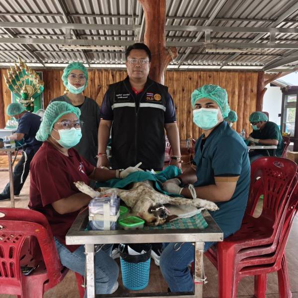 ปศุสัตว์สุรินทร์ ร่วมกับ องค์การบริหารส่วนตำบลหนองเหล็ก จัดกิจกรรมโครงการควบคุมประชากร สุนัขและแมว ภายใต้โครงการ สัตว์ปลอดโรค คนปลอดภัย จากโรคพิษสุนัขบ้า