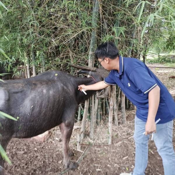 ปศุสัตว์อำเภอแก้งสนางนาง ออกให้บริการดูแลสุขภาพสัตว์ เนื่องในวันอนุรักษ์ควายไทย