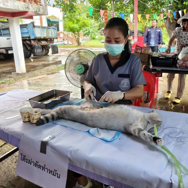 ปศุสัตว์โคราช ร่วมกับ อบต.หินดาด อ.ห้วยแถลง ทำหมันสุนัขและแมว