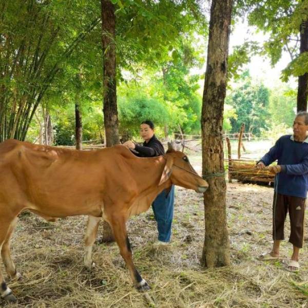ปศุสัตว์ชัยภูมิ ให้บริการฉีดยาถ่ายพยาธิและยาบำรุง / ฉีดวัคซีนป้องกันโรคปากและเท้าเปื่อย วัคซีนป้องกันโรคลัมปีสกิน
