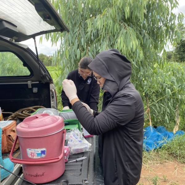 ปศุสัตว์ชัยภูมิ ให้บริการรักษา ทำวัคซีน ถ่ายพยาธิและฉีดยาบำรุงร่างกายในโคและกระบือ