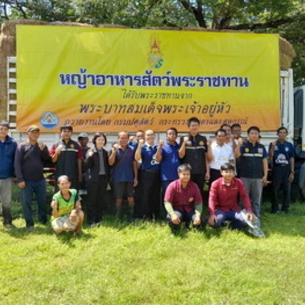ปศุสัตว์จังหวัดบุรีรัมย์ ลงพื้นที่มอบหญ้าอาหารสัตว์พระราชทานให้กับเกษตรกรผู้เลี้ยงสัตว์ ที่ได้รับผลกระทบจากเหตุอุทกภัย