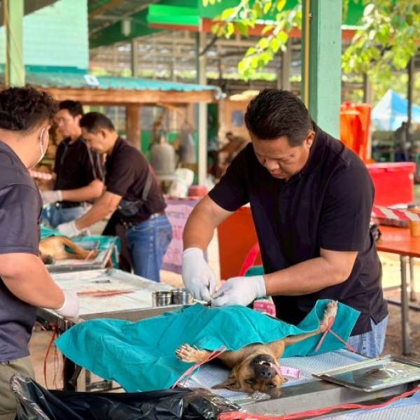ปศุสัตว์ชัยภูมิ ลงพื้นที่ให้บริการผ่าตัดทำหมันถาวรในสุนัขและแมว เพื่อควบคุมจำนวนประชากรสัตว์