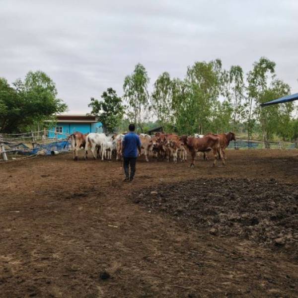 ปศุสัตว์ชัยภูมิ รณรงค์ฉีดวัคซีนป้องกันโรคปากเเละเท้าเปื่อย ในพื้นที่อำเภอบำเหน็จณรงค์ จังหวัดชัยภูมิ