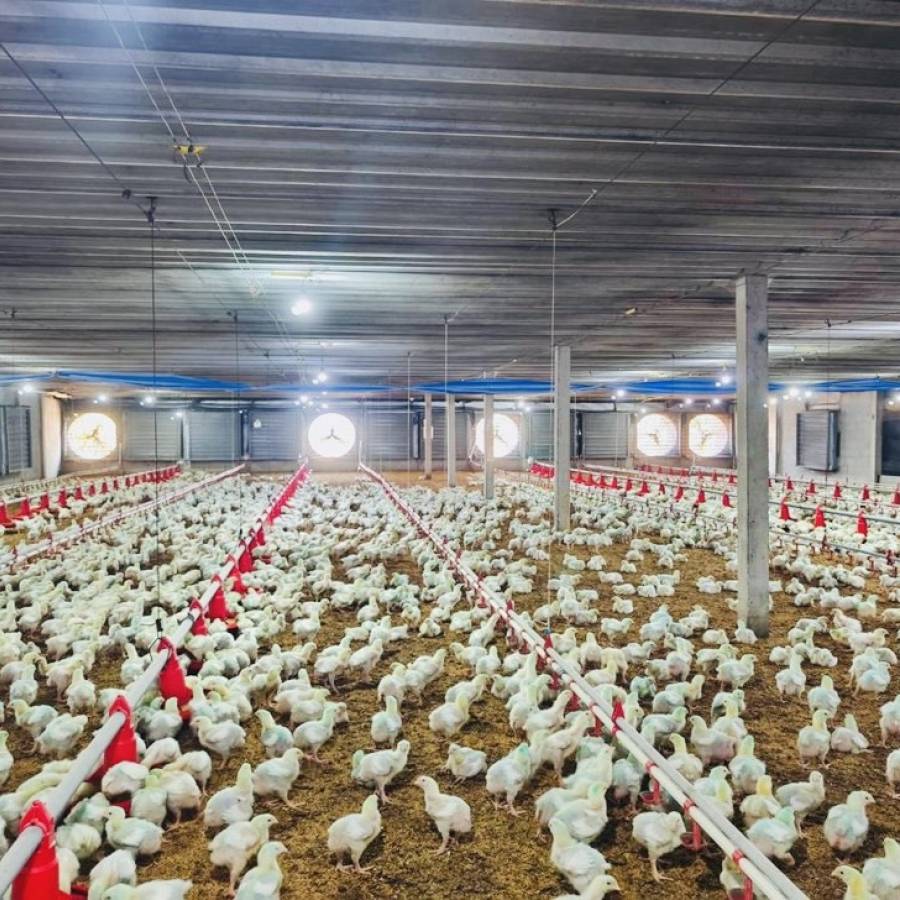 ตรวจติดตามฟาร์มไก่เนื้อโครงการ “การเลี้ยงสัตว์ปลอดการใช้ยาปฏิชีวนะในระบบการผลิตปศุสัตว์” จังหวัดนครราชสีมา