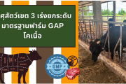 ปศุสัตว์ฺเขต 3 เร่งยกระดับมาตรฐานฟาร์มโคเนื้อ GAP